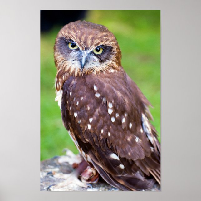 Little Owl Poster (Vorne)