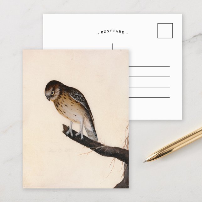 Little Owl | William Lewin Postkarte (Von Creator hochgeladen)