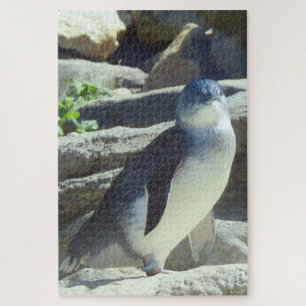 Little Penguin