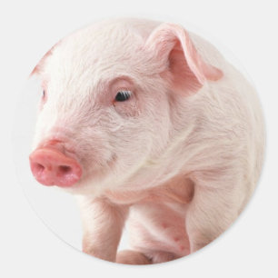 Little Pig Runder Aufkleber