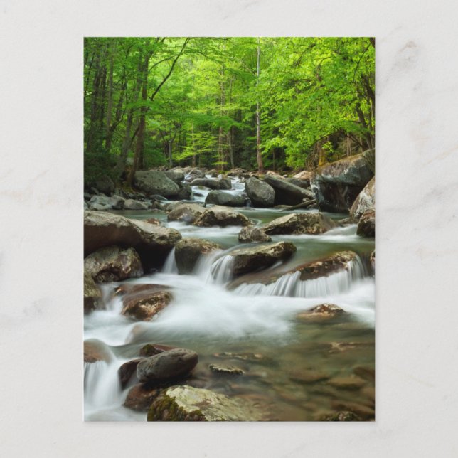 Little Pigeon River bei Greenbrier Postkarte (Vorderseite)
