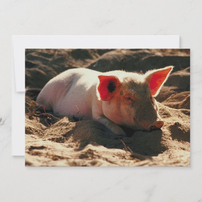 Little Piggy (Vorderseite)