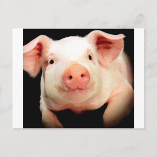 Little Piggy Postkarte