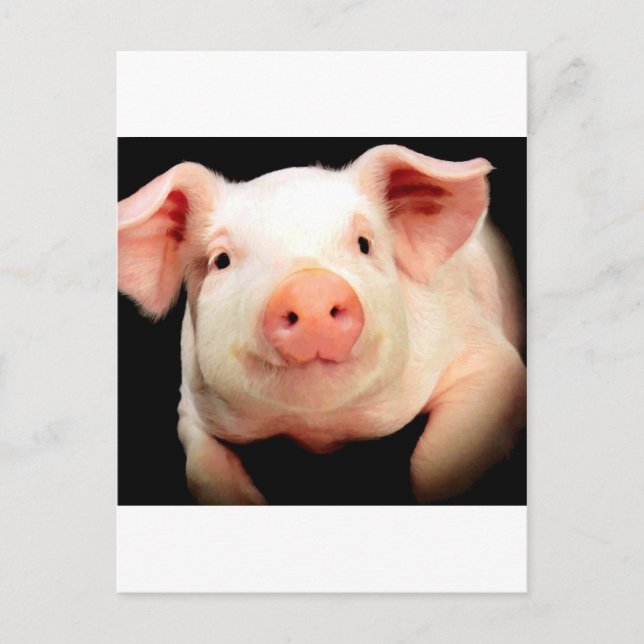 Little Piggy Postkarte (Vorderseite)