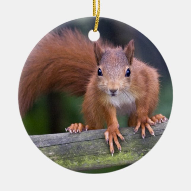 Little Red Ornament (Vorne)