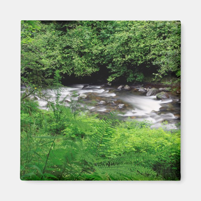 Little Sandy River and Ferns Magnet (Vorne)
