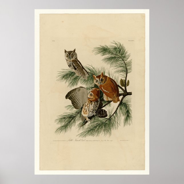 Little Screech Owl Poster (Vorne)