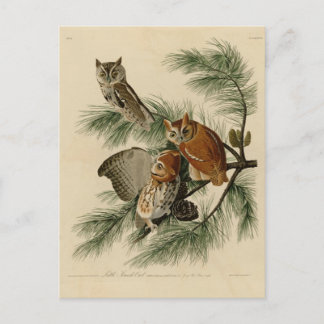 Little Screech Owl Postkarte