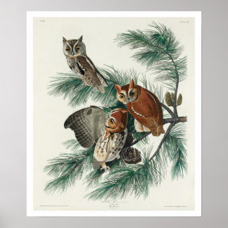 Little Screech Owl von Audubon Poster