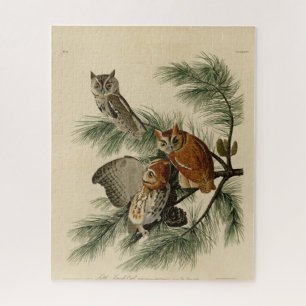 Little Screech Owl von Audubons Vögeln in Amerika