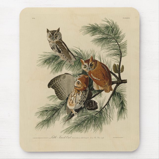 Little Screech Owl von Audubons Vögeln in Amerika Mousepad (Vorne)