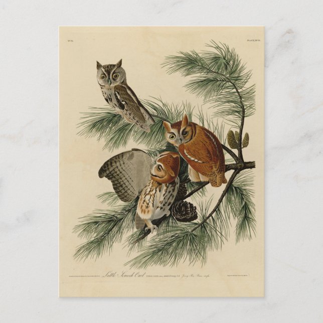 Little Screech Owl von Audubons Vögeln in Amerika Postkarte (Vorderseite)