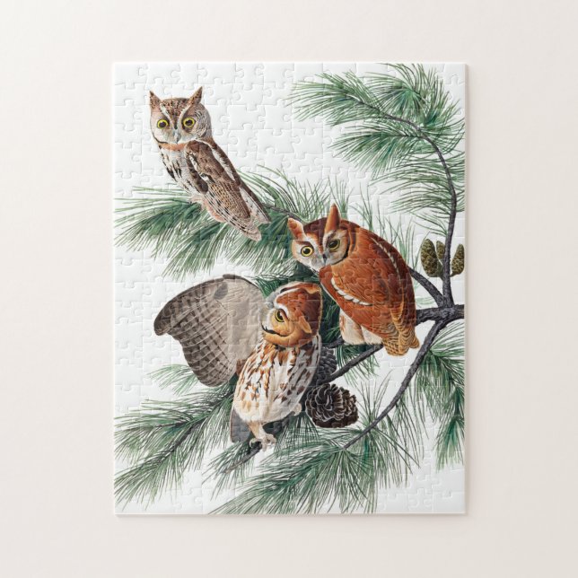 Little Screech Owl von John James Audubon (Vertikal)