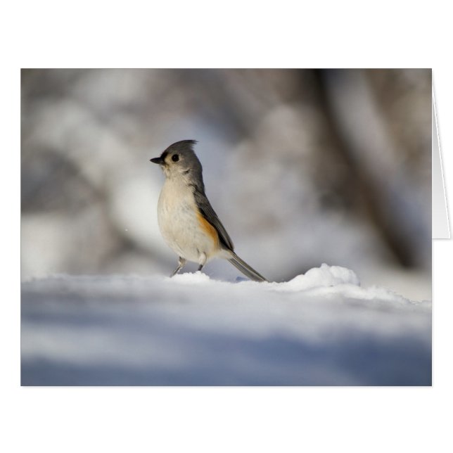 Little Snow Bird (Vorderseite (Horizontal))