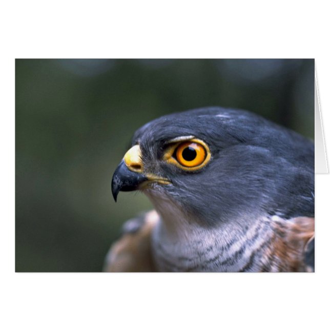 Little Sparrowhawawk (Devant horizontal)
