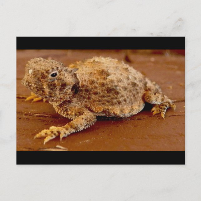 Little Squirt... Horned Toad.. Postkarte (Vorderseite)