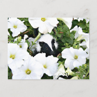 Little Stinker Postcard Postkarte
