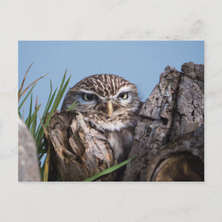 Little Uhu am Baumstamm Postkarte