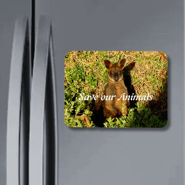 Little Wallaby Magnet