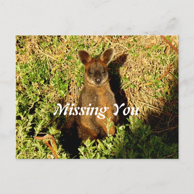 Little Wallaby Postkarte (Vorderseite)