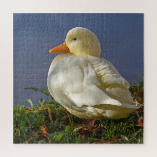 Little White Duck