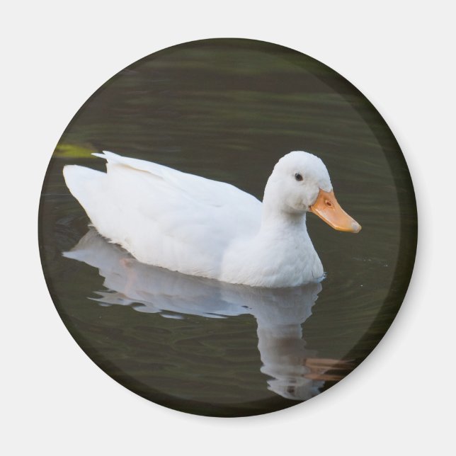 Little White Duck Magnet (Vorne)
