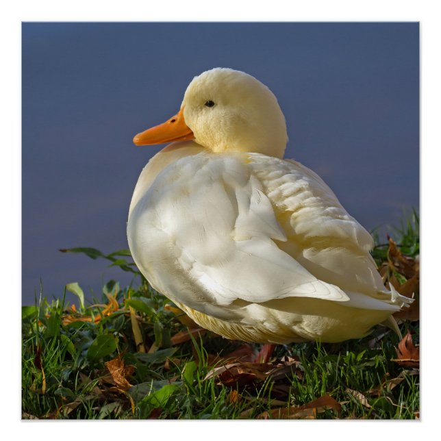 Little White Duck Poster (Vorderseite)
