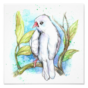 Little White Finch Fotodruck