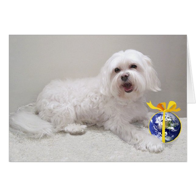 Little White Havanese mit Globe (Vorderseite (Horizontal))