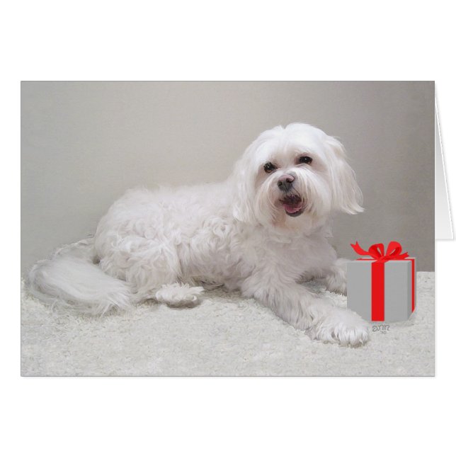 Little White Havanese mit Present (Vorderseite (Horizontal))
