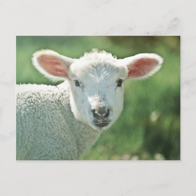 Little White Lamb Postkarte (Vorderseite)