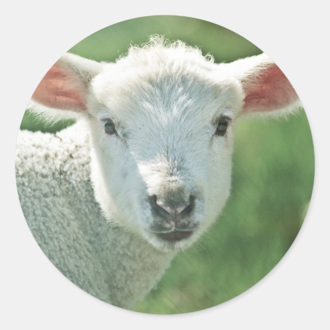 Little White Lamb Runder Aufkleber (Vorderseite)