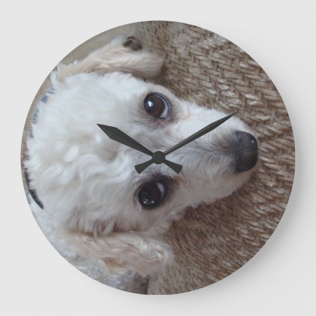 Little White Teacup Poodle Dog Große Wanduhr (Vorderseite)