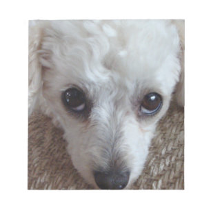 Little White Teacup Poodle Dog Notizblock
