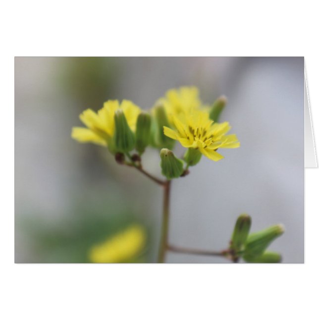 Little Yellow Blume #4 (Vorderseite (Horizontal))