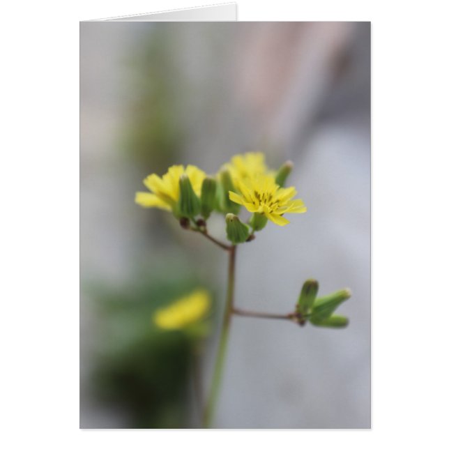 Little Yellow Blume #4 (Vorne)