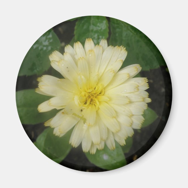 Little Yellow Marigold Magnet (Vorne)