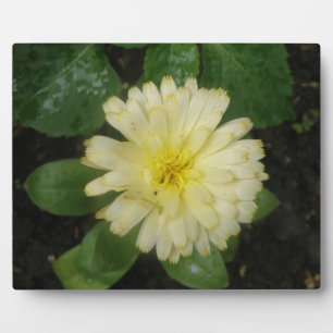 Little Yellow Marigold Plaque Fotoplatte
