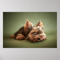 Little Yorkie