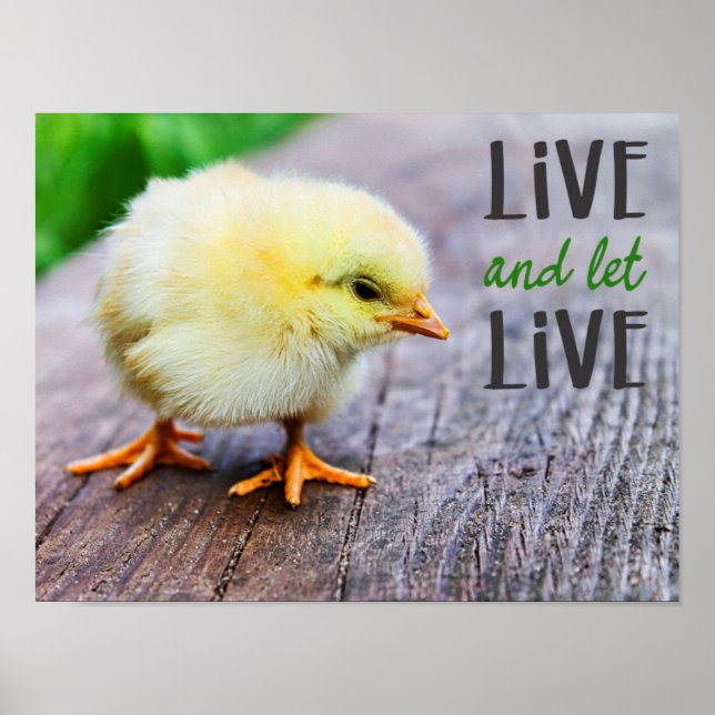 "Live and lass live" mit niedlichem gelben Küken v Poster (Vorne)