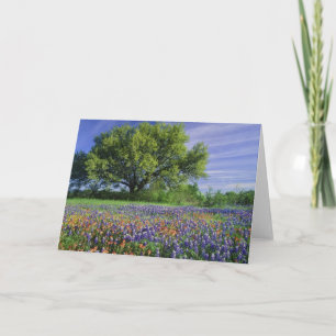 Live Oak & Texas Paintbrush und Texas Karte