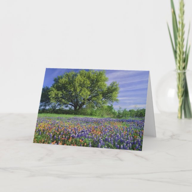 Live Oak & Texas Paintbrush und Texas Karte (Vorderseite)