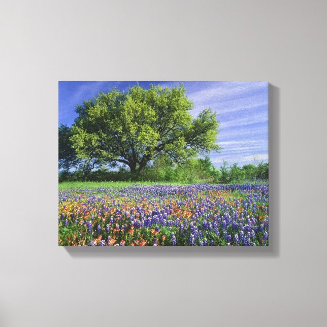 Live Oak & Texas Paintbrush und Texas Leinwanddruck (Vorderseite)