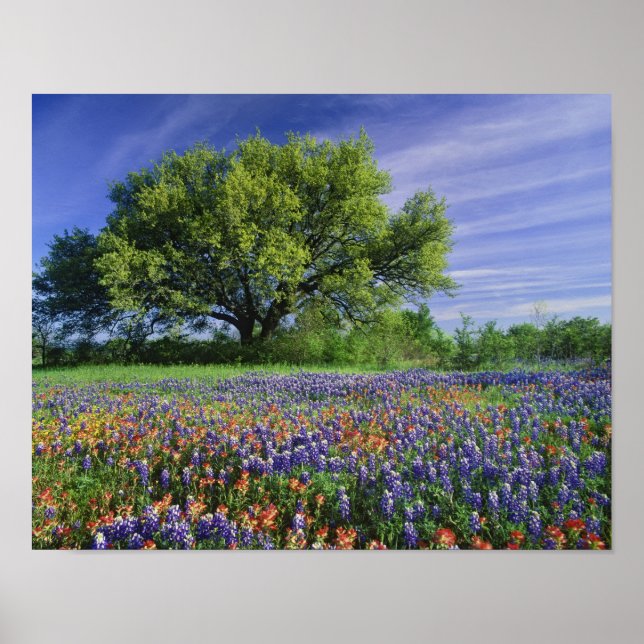 Live Oak & Texas Paintbrush und Texas Poster (Vorne)