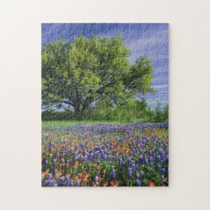 Live Oak und Texas Paintbrush und Texas