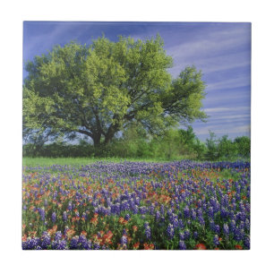 Live Oak und Texas Paintbrush und Texas Fliese