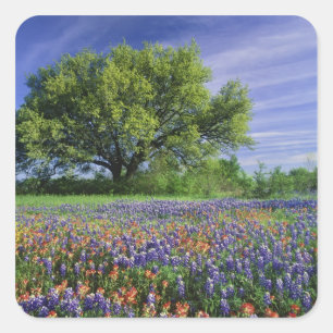 Live Oak und Texas Paintbrush und Texas Quadratischer Aufkleber