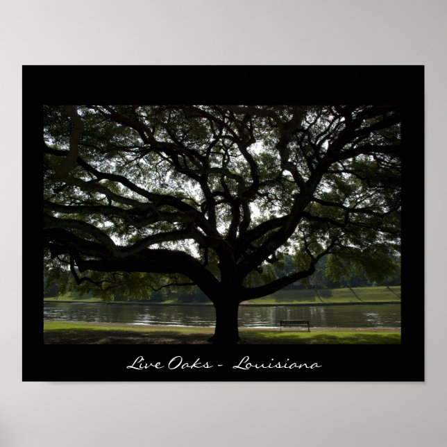 Live Oaks - Louisiana Poster (Vorne)