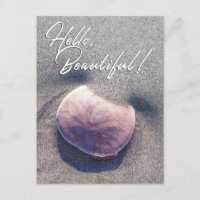 Live Sand Dollar Foto Hallo Schöne Postkarte