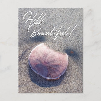 Live Sand Dollar Foto Hallo Schöne Postkarte